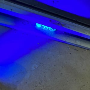 אור כחול מאיר חרק מתחת לדלת