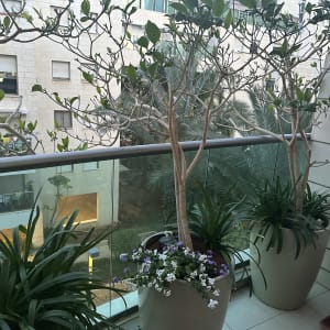 עציצים עם צמחים ירוקים ופרחים במרפסת