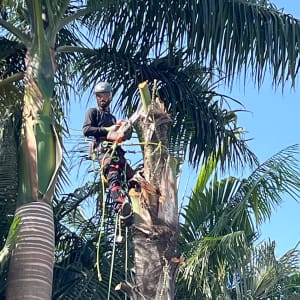 אדם גוזם עץ דקל עם מסור חשמלי
