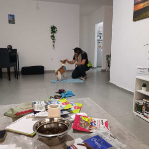 אישה מאמנת כלב קטן עם חטיפים על שטיח