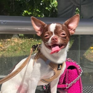 כלב קטן עם רצועה ורודה ורתמה חומה