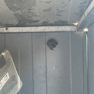 קן צרעות בתוך מבנה מתכתי ישן