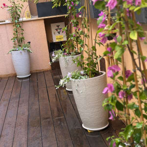 עציצים עם פרחים צבעוניים על רצפת עץ