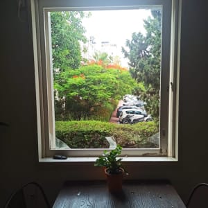 חלון פתוח עם עציץ קטן על שולחן, נוף של עצים ומכוניות בחוץ