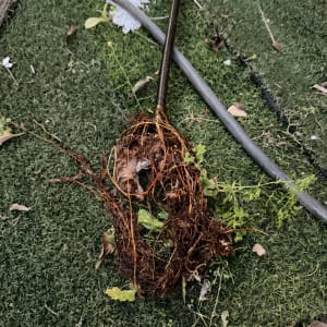 שורשים וכלי עבודה על דשא מלאכותי