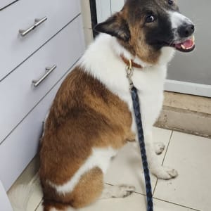 כלב יושב על רצפה עם רצועה