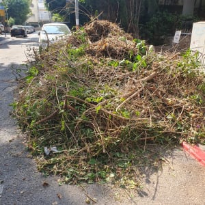ערימת גזם ברחוב לאחר גיזום עצים