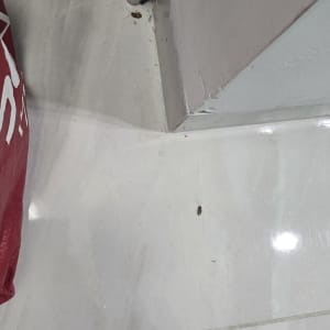 תמונה של חרק על רצפה ליד קיר, רלוונטי להדברה