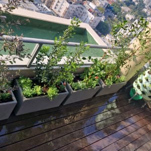 עציצים עם צמחים על מרפסת עם נוף עירוני