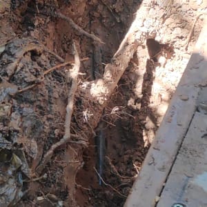 צינור שחור באדמה חפורה עם שורשים