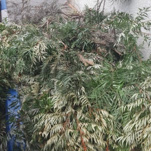 ענפי עץ גזומים מונחים על המדרכה