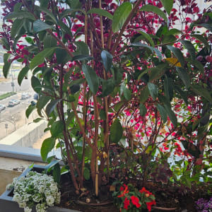 עציצים עם פרחים צבעוניים במרפסת