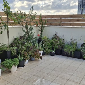 עציצים וצמחים על מרפסת עם גדר עץ ברקע