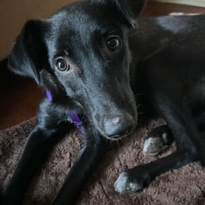 כלב שחור עם קולר סגול על שטיח חום