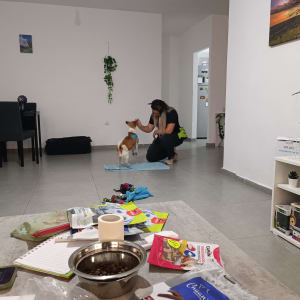 אישה מאמנת כלב עם חטיפים על שטיח