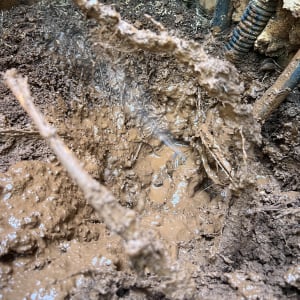 אדמה בוצית עם צינורות חשופים ושורשים