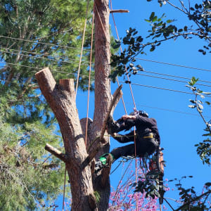 גיזום עץ גבוה עם חבלים וציוד בטיחות.