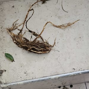 תמונה אינה מציגה עבודה בתחום