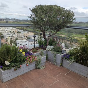 עציצים עם פרחים ועץ על מרפסת עם נוף עירוני