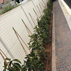 שורת צמחים צעירים עם מערכת השקיה