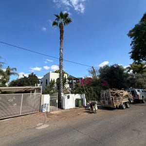 עץ דקל גבוה עם אדם גוזם ענפים ליד משאית