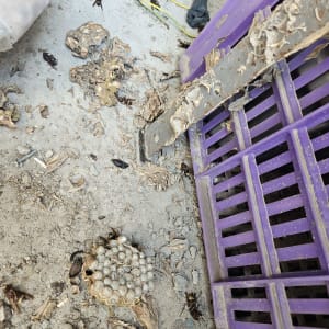 קן צרעות על רצפה ליד ארגז סגול