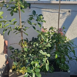 עציצים עם צמחים ירוקים ופרחים על גג