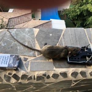 מלכודת עכברים עם עכבר לכוד על מעקה אבן