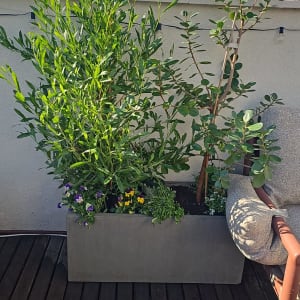 עציצים עם צמחים ופרחים על דק עץ