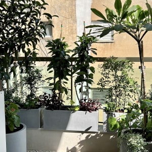 עציצים עם צמחים ירוקים על מרפסת