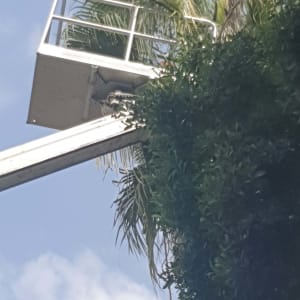 מנוף גיזום ליד עץ דקל גבוה