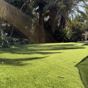 דשא ירוק עם עצים ברקע בשמש