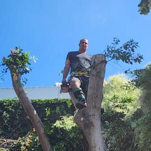 אדם גוזם עץ עם מסור חשמלי