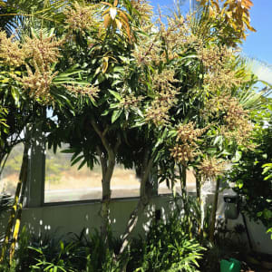 עצים ושיחים ירוקים בגינה עם דשא ירוק