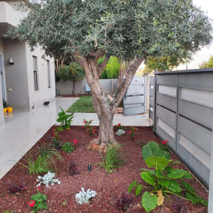 עץ זית בגינה עם צמחים ופרחים מסביב