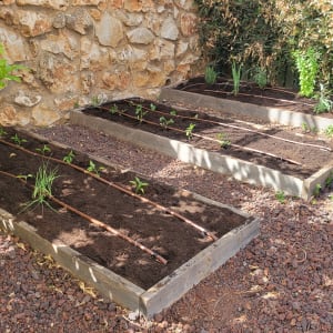 ערוגות גינה עם שתילים וצינורות השקיה