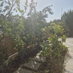 ערוגת צמחייה ועצי פרי צעירים לצד גדר עץ ושביל אבני מדרך