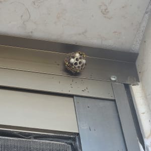 קן צרעות על קיר חיצוני ליד חלון