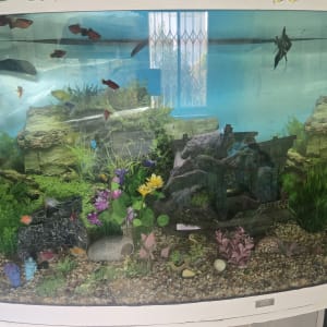 אקווריום עם דגים וצמחייה מלאכותית
