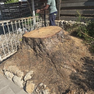 אדם עומד ליד גזע עץ כרות בגינה