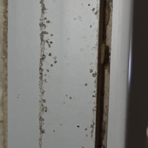 תמונה של חרקים בקיר, רלוונטי להדברה