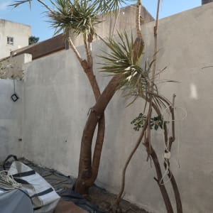 חצר עם עצים, חוטים תלויים על ענפים, קיר בטון