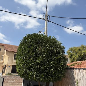 עץ נוי מגזום ומעוצב בצורת כדור מושלם בלבוש טופיארי