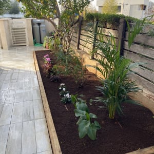 גינה עם עץ לימון ופרחים שונים