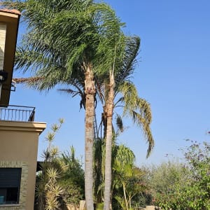 גיזום עצי דקל בחצר עם ענפים כרותים על הקרקע