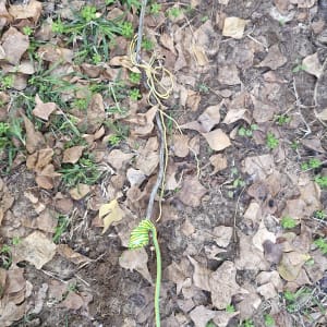 חוטי חשמל על הקרקע בין עלים יבשים