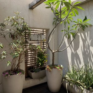 עציצים עם צמחים ירוקים ופרחים על רצפת עץ