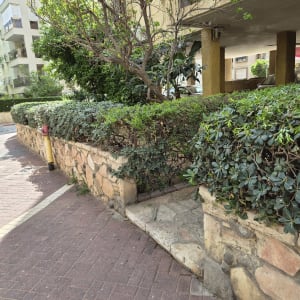 שיחים ועצים ליד שביל מרוצף