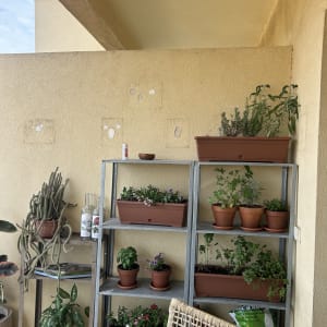 כוננית מדפי מתכת מורכבת במרפסת המכילה עציצים ואדניות