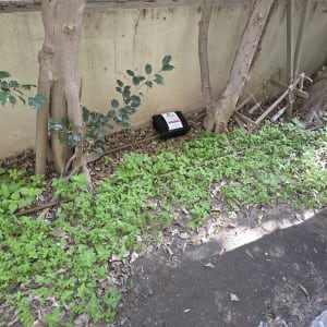 תחנת פיתיון להדברת מזיקים ליד עצים וקיר